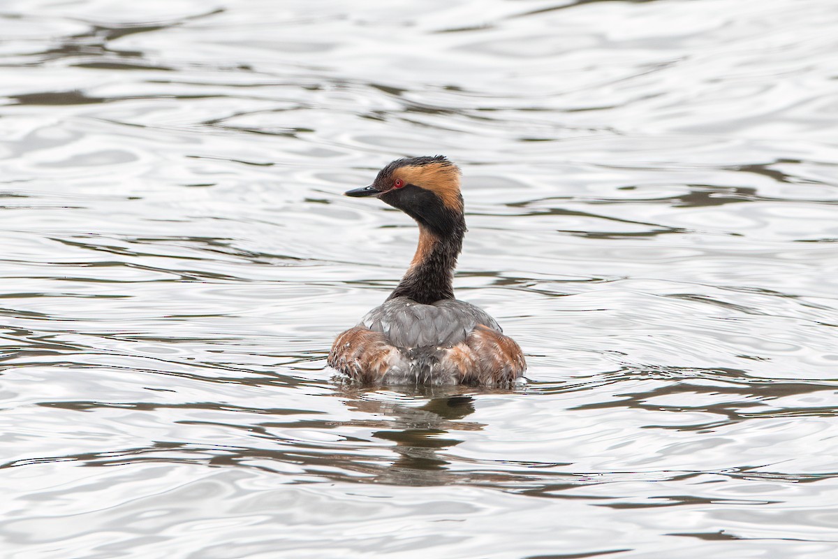 Horned Grebe - Brian McGee