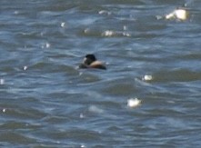 Red-necked Grebe - ML616994736