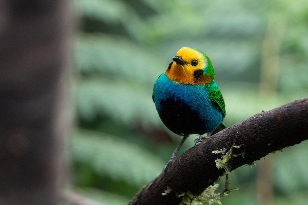 Multicolored Tanager - ML616994752