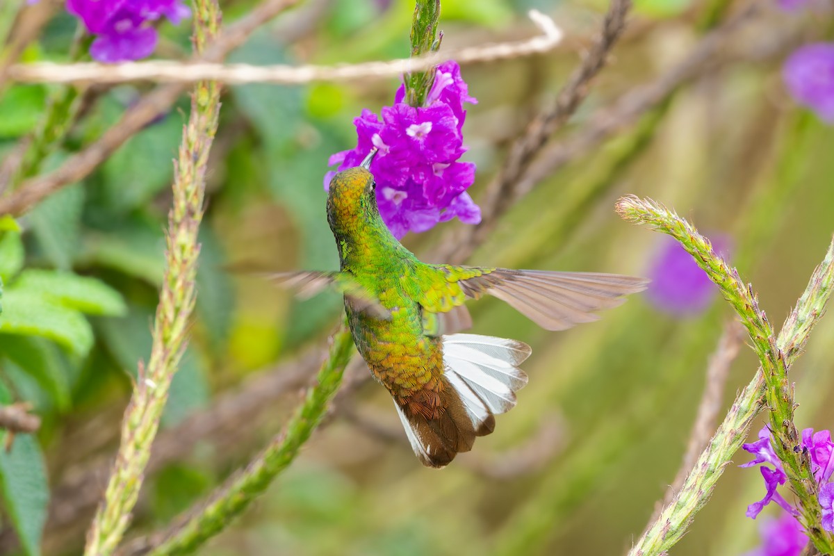 kolibřík měděnohlavý - ML616994800
