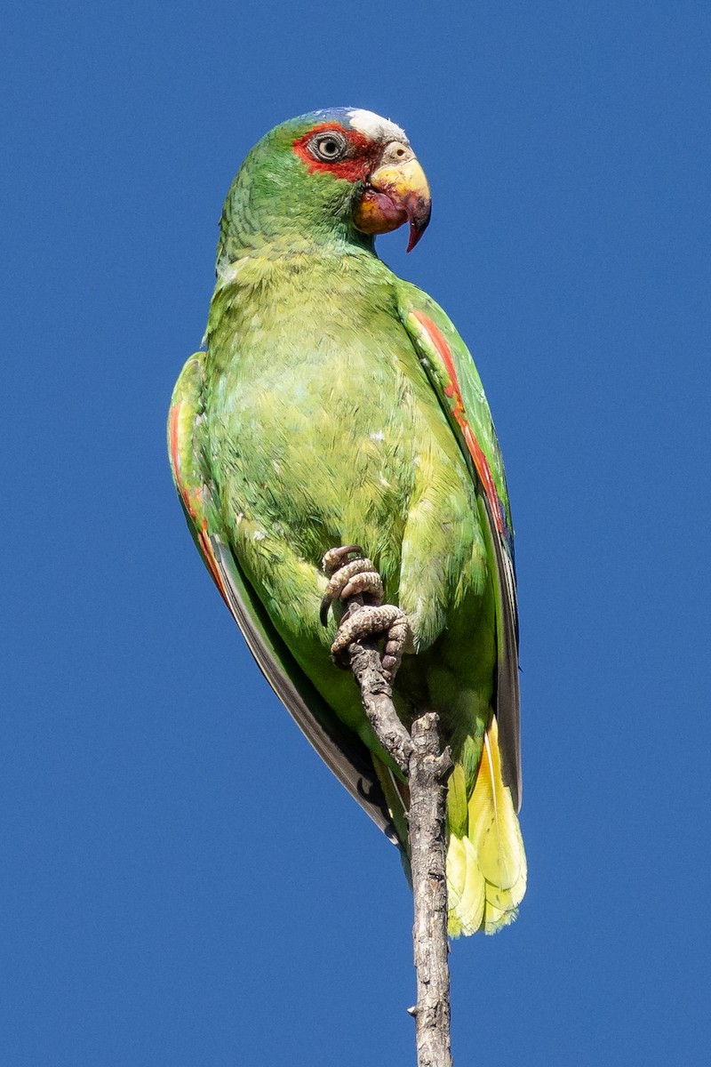 White-fronted Parrot - ML616994837