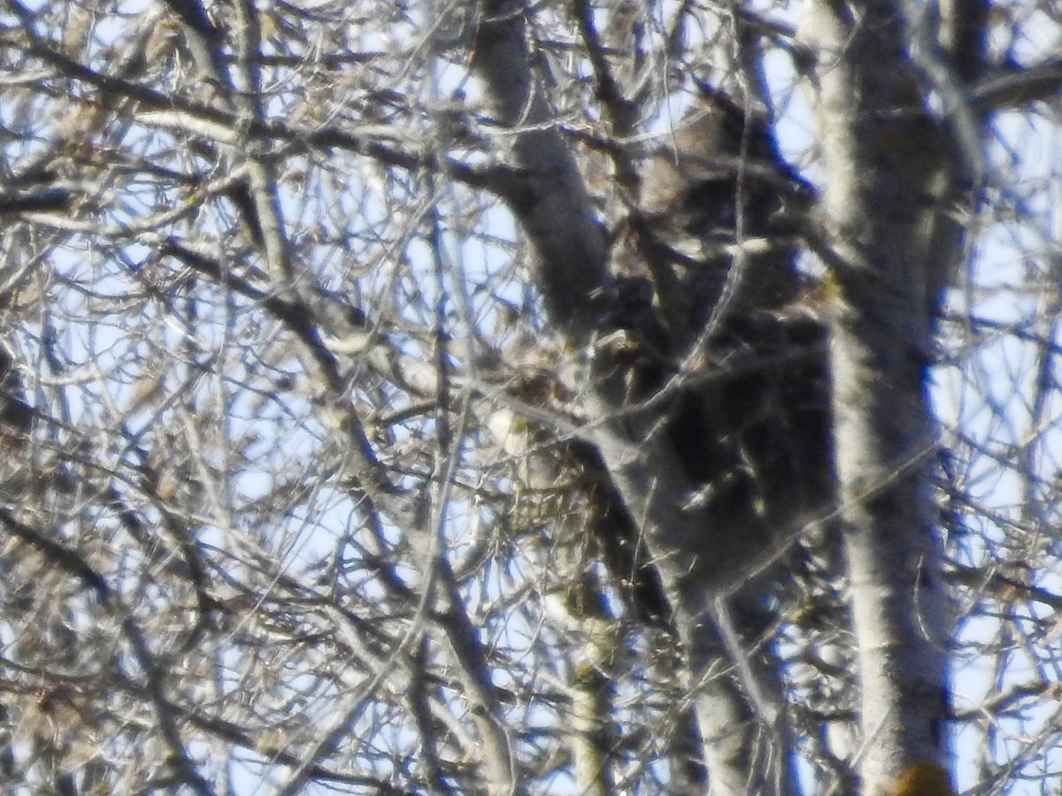 Great Horned Owl - ML616994843