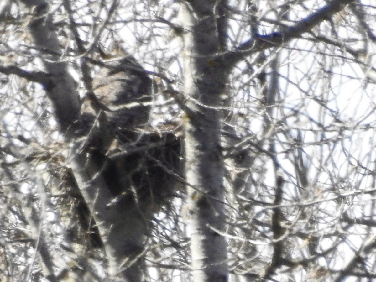 Great Horned Owl - ML616994844