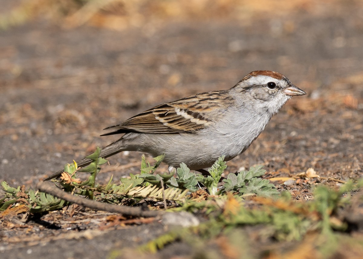 Chipping Sparrow - Patrick Van Thull