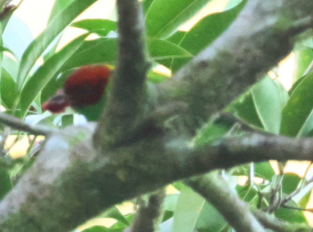 Rufous-winged Tanager - ML616994884