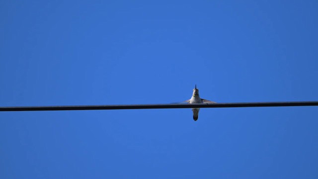 Anna's Hummingbird - ML616994941
