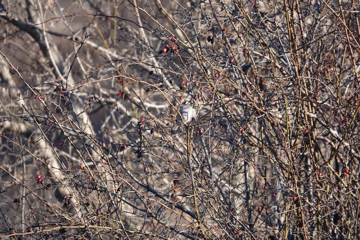 White-crowned Sparrow - ML616994942