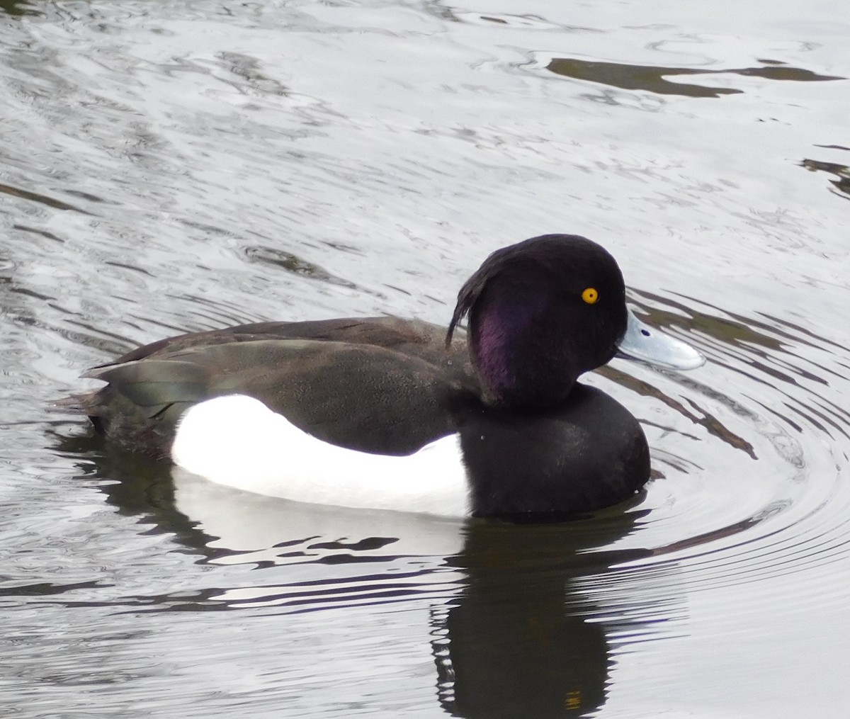 Tufted Duck - ML616994985
