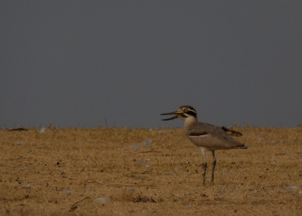 Great Thick-knee - ML616995077