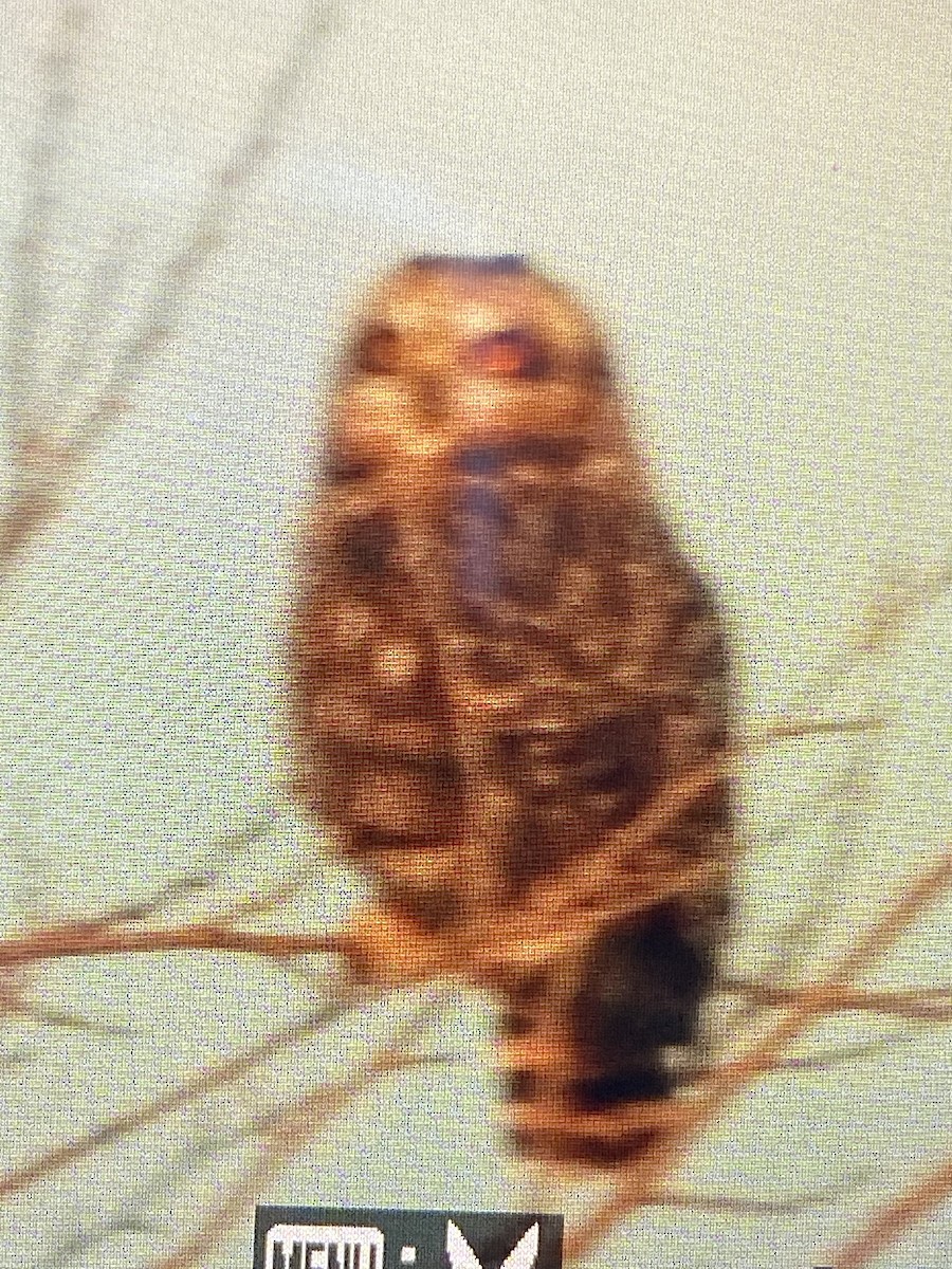 Short-eared Owl - ML616995102