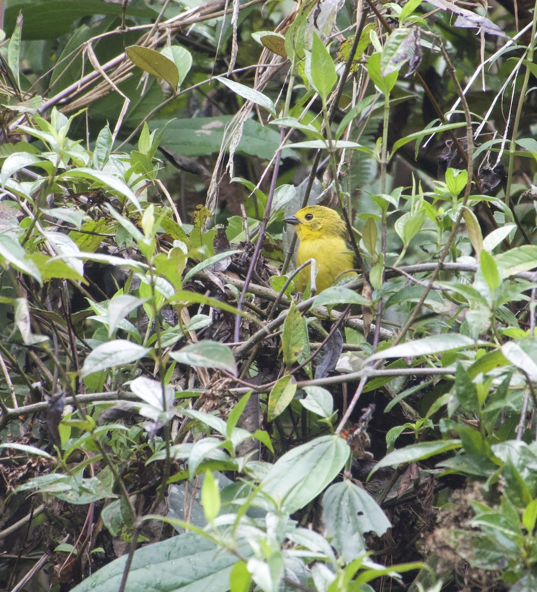 Yellow-headed Brushfinch - ML616995311
