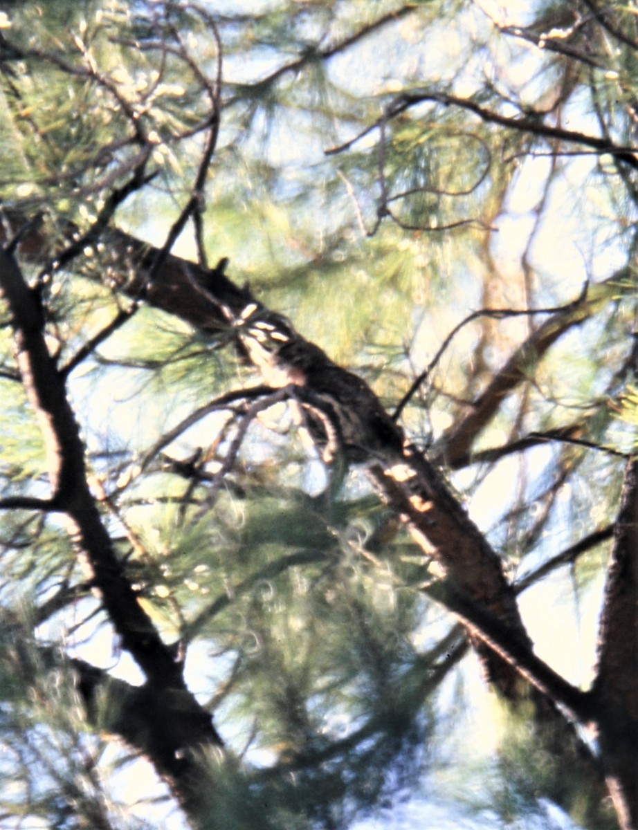 Northern Pygmy-Owl (Mountain) - ML616995355