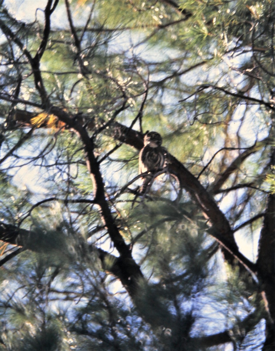 Northern Pygmy-Owl (Mountain) - ML616995356