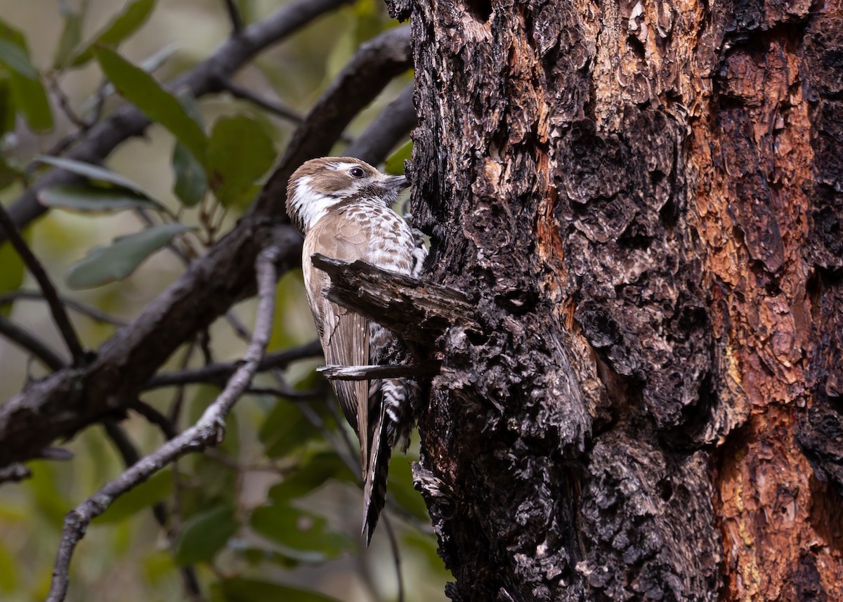 Arizona Woodpecker - ML616995384