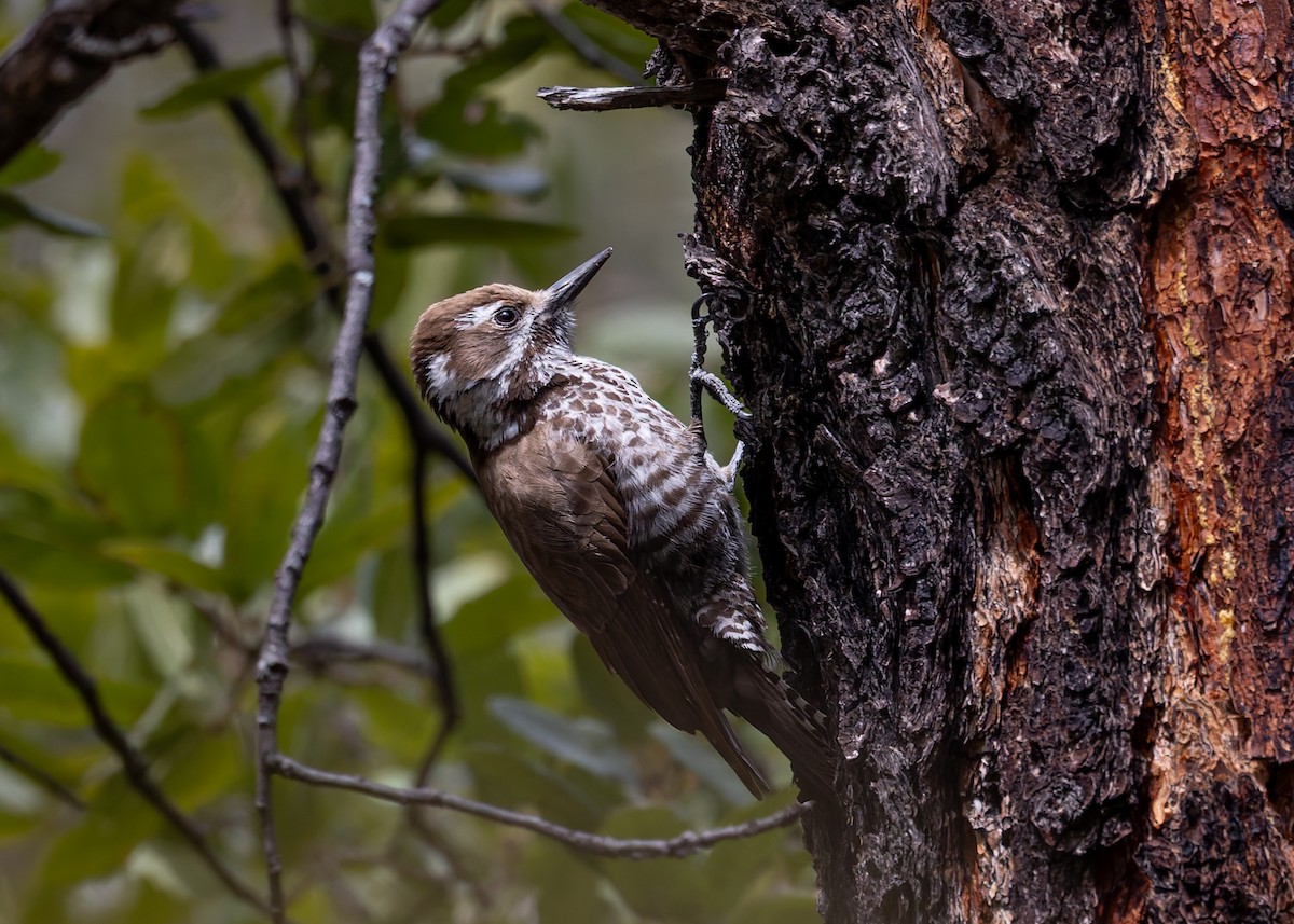 Arizona Woodpecker - ML616995385