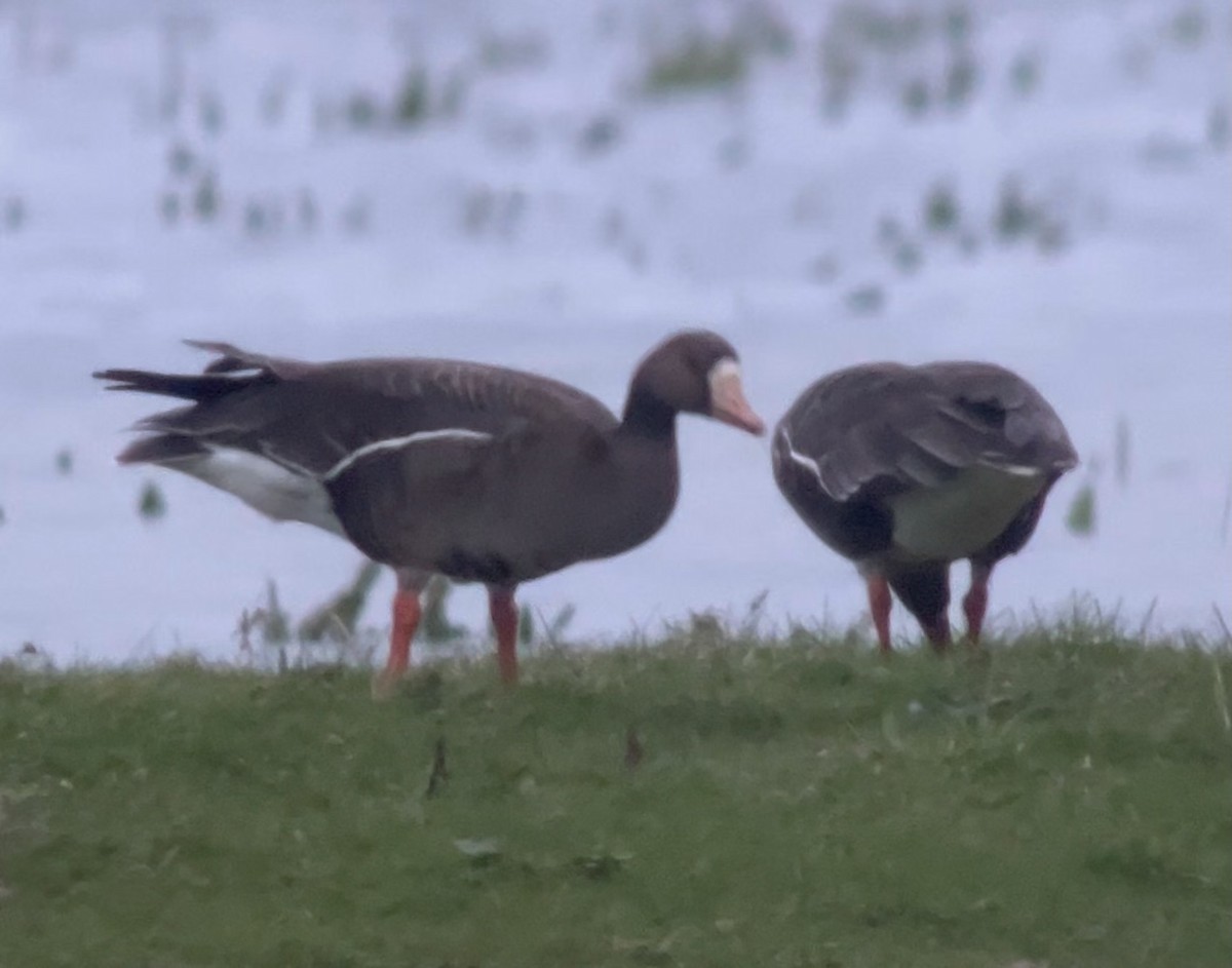Greater White-fronted Goose (Western) - ML616995457