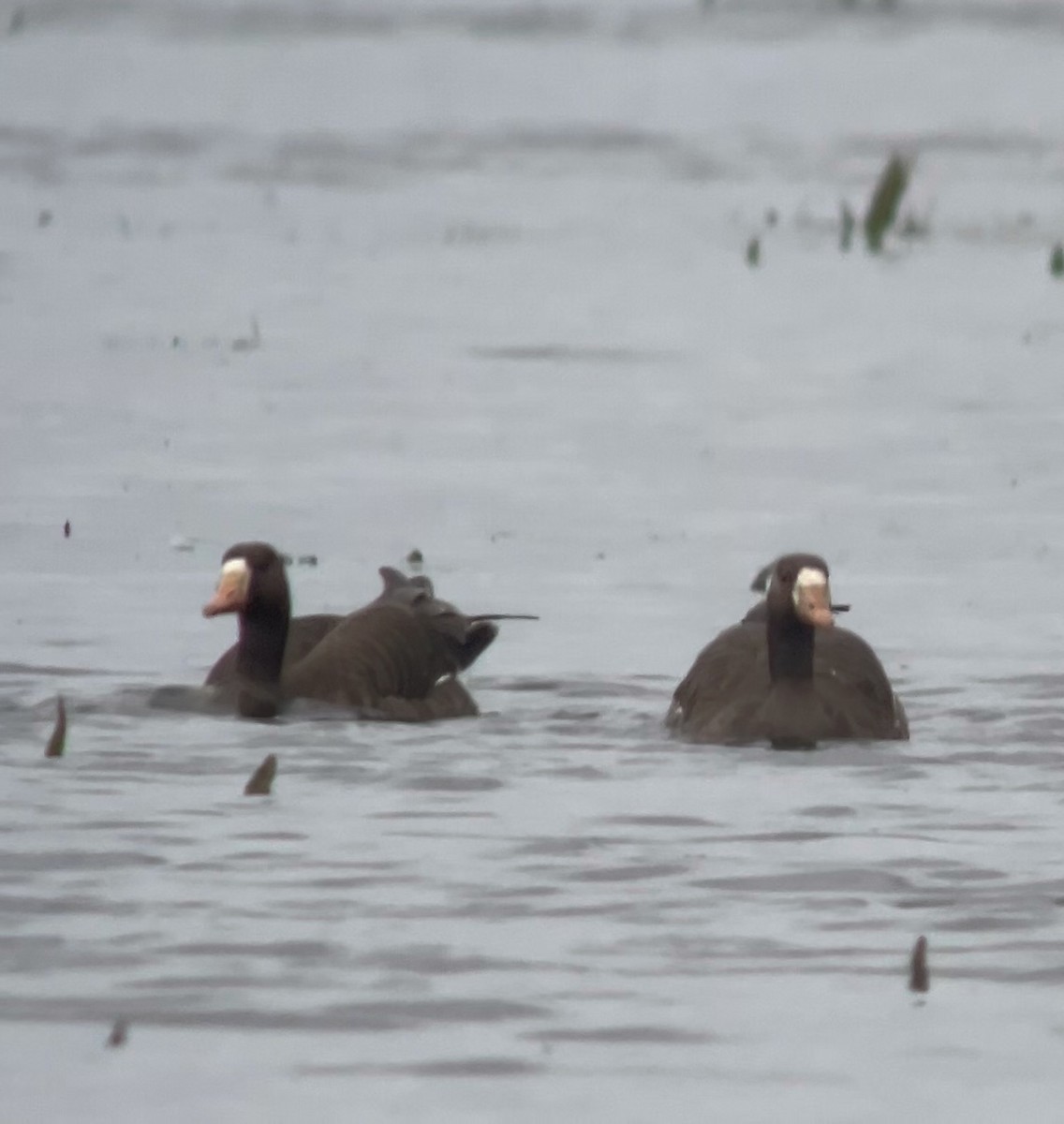 Greater White-fronted Goose (Western) - ML616995458