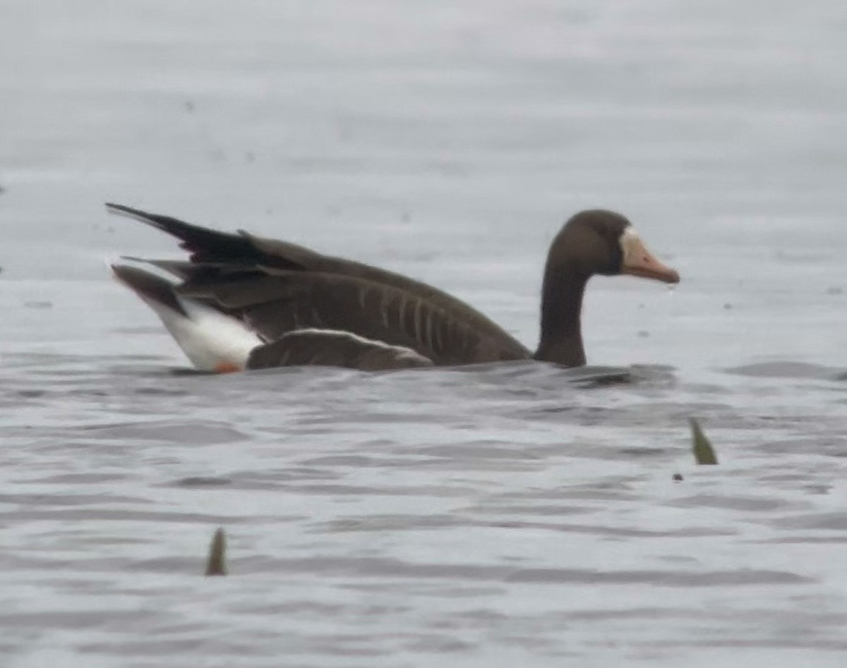 Greater White-fronted Goose (Western) - ML616995459