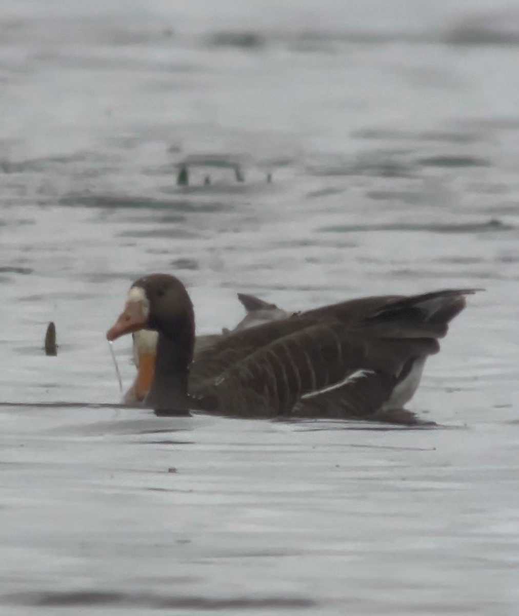 Greater White-fronted Goose (Western) - ML616995460