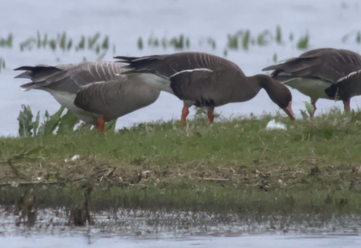 Greater White-fronted Goose (Western) - ML616995462