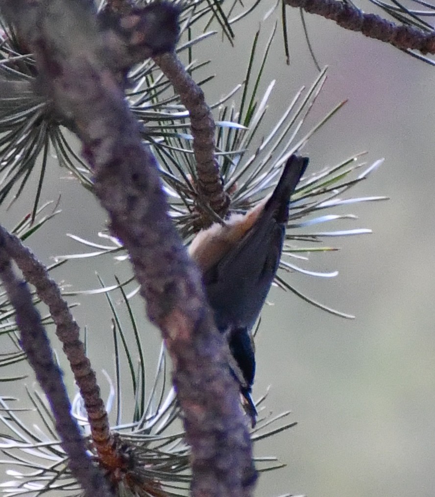 Red-breasted Nuthatch - ML616995466