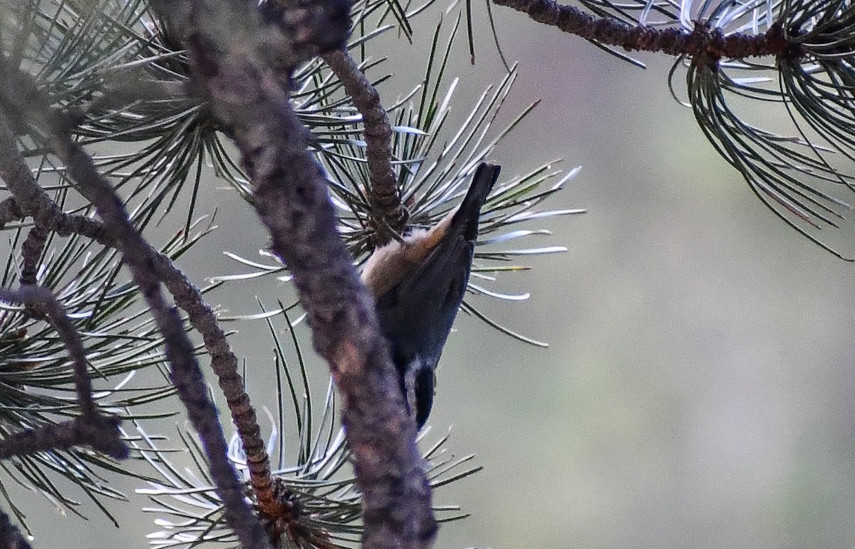 Red-breasted Nuthatch - ML616995467