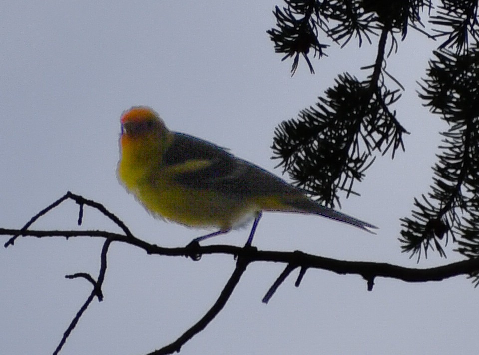 Western Tanager - ML616995504