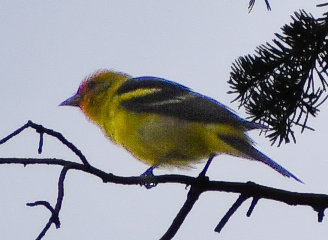 Western Tanager - ML616995506