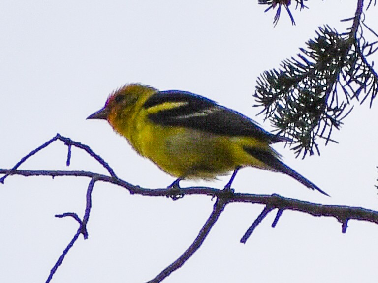 Western Tanager - ML616995508