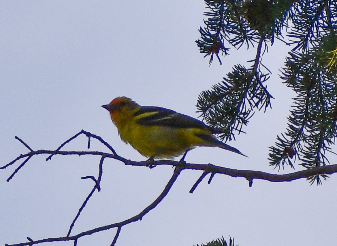 Western Tanager - ML616995509