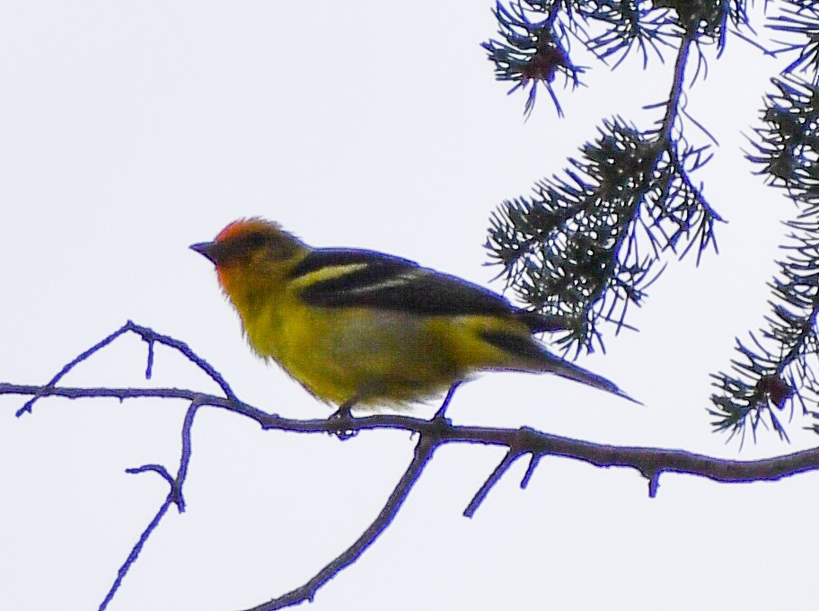Western Tanager - ML616995510
