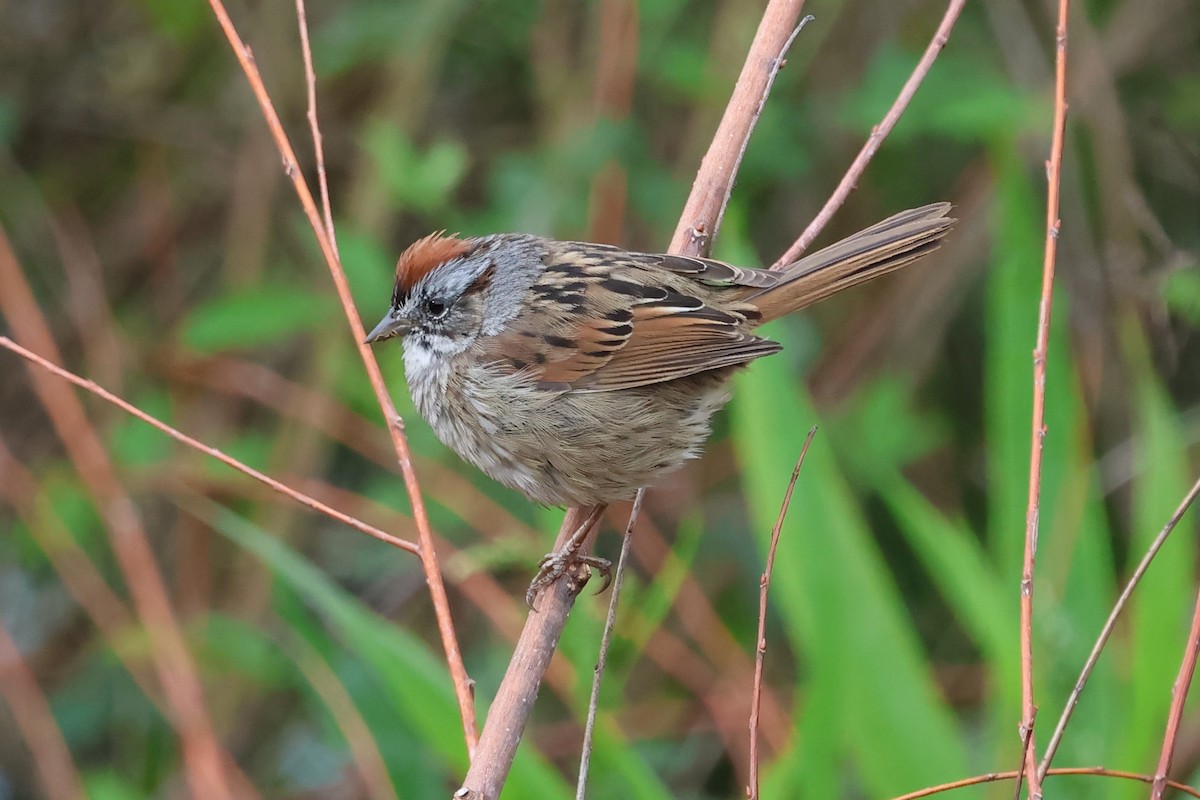 Swamp Sparrow - ML616995525