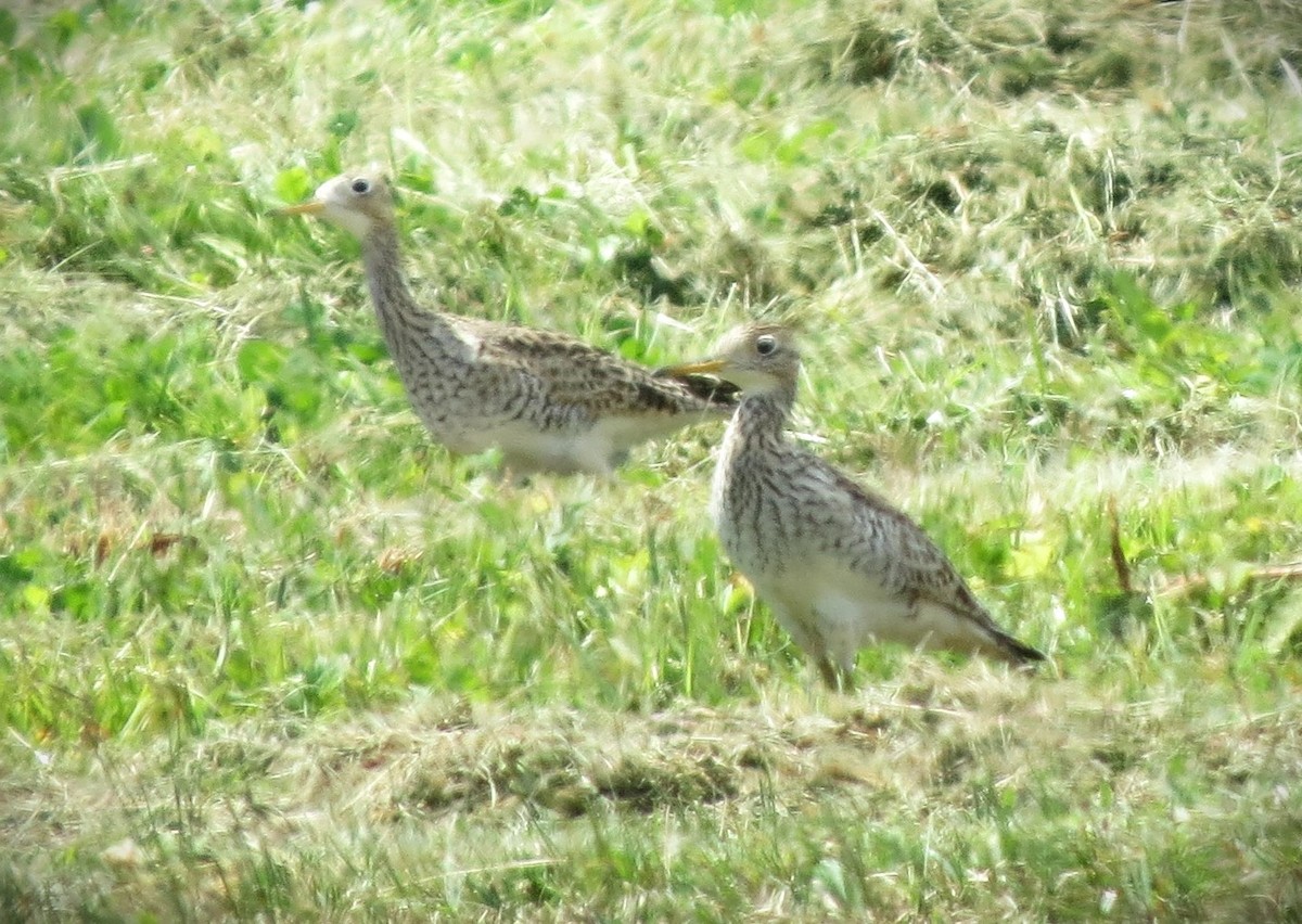 Ebird Checklist Apr Pascagoula Industrial Road Species