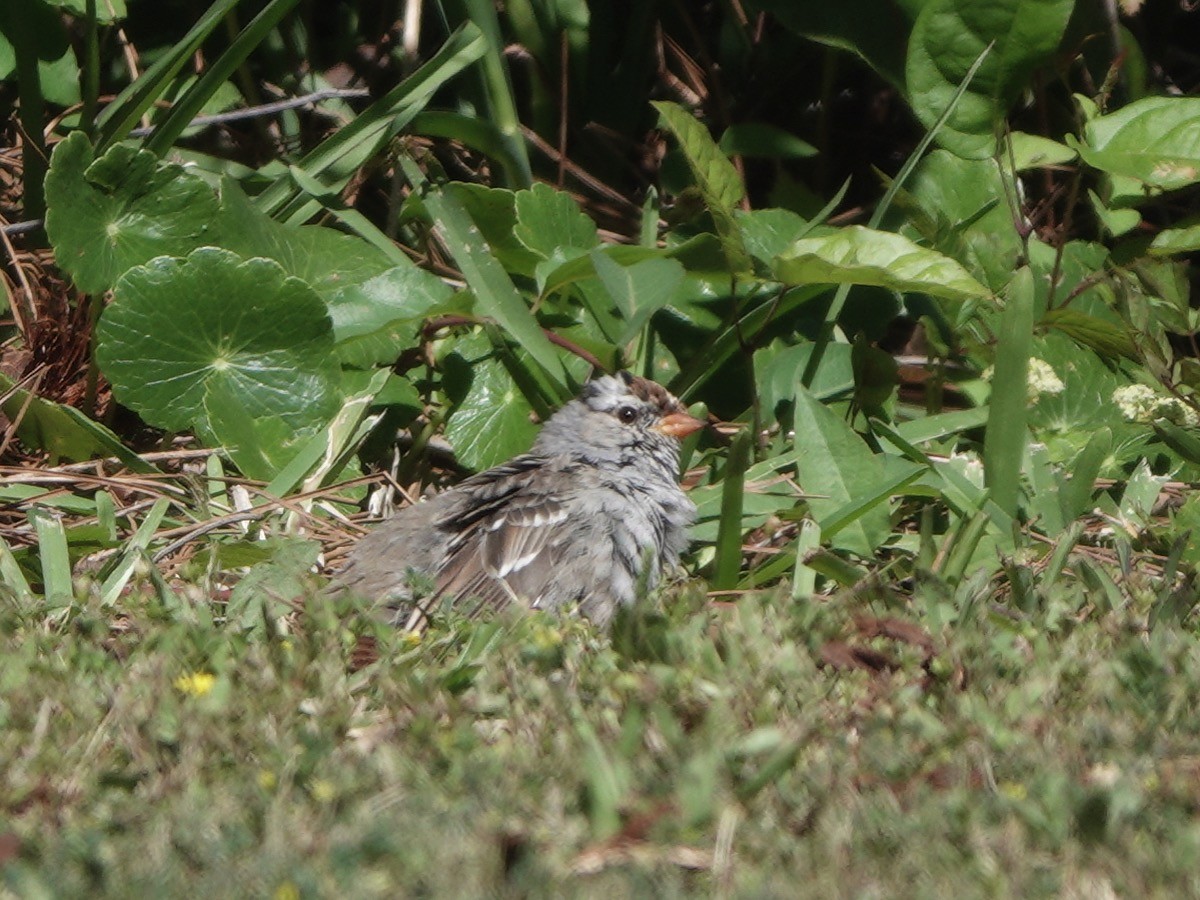 White-crowned Sparrow - ML616995615