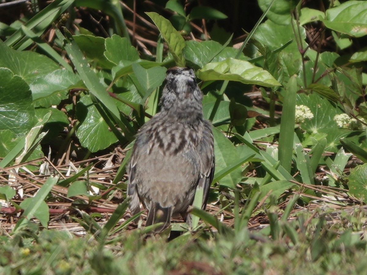 White-crowned Sparrow - ML616995616