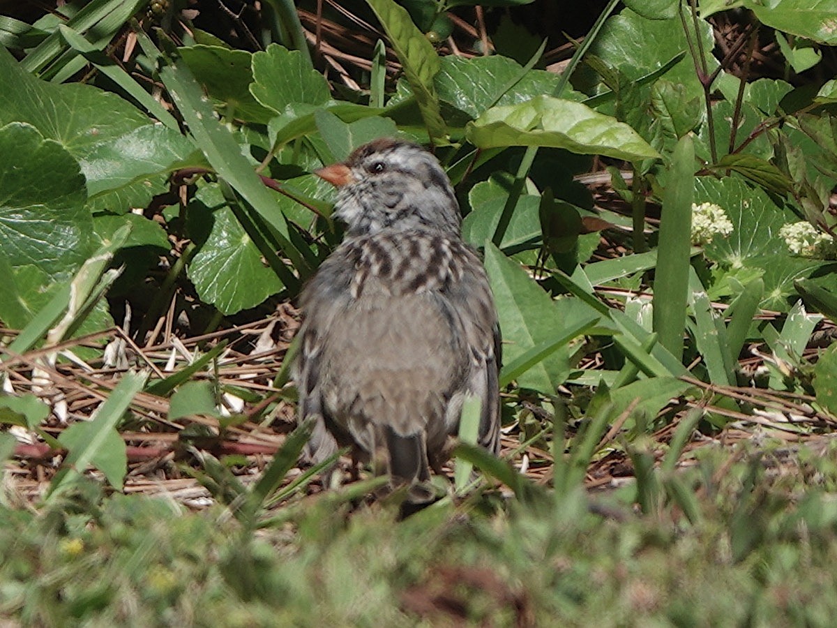 White-crowned Sparrow - ML616995617