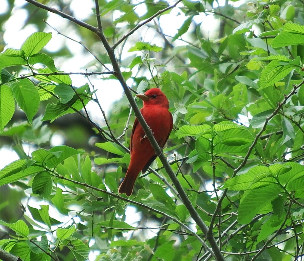 Summer Tanager - Andrew Sharp