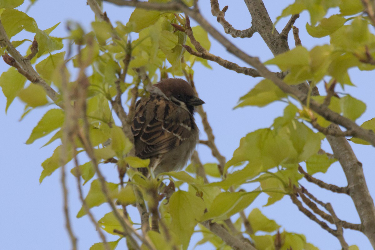 Eurasian Tree Sparrow - Severin Uebbing