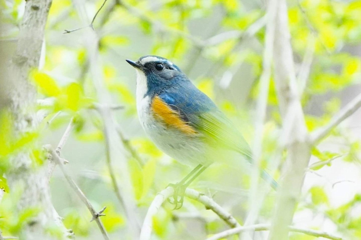Red-flanked Bluetail - ML616995840