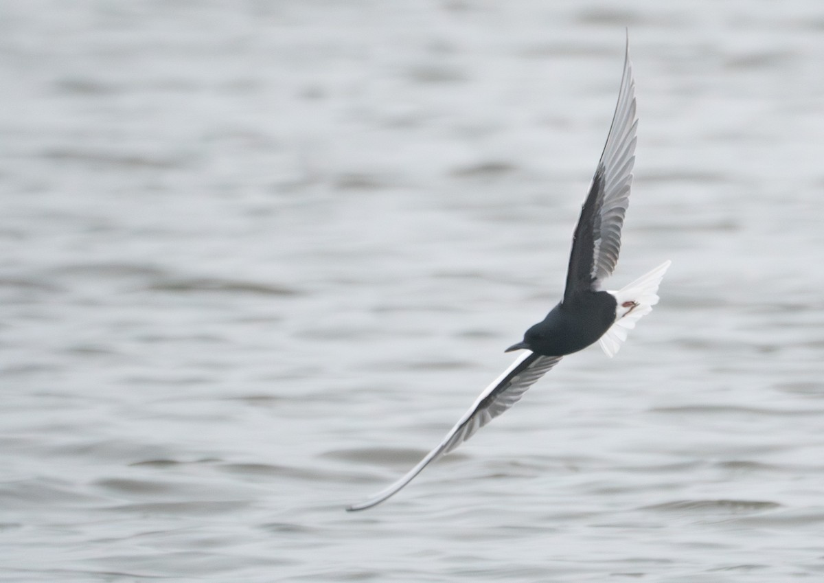 White-winged Tern - ML616996013