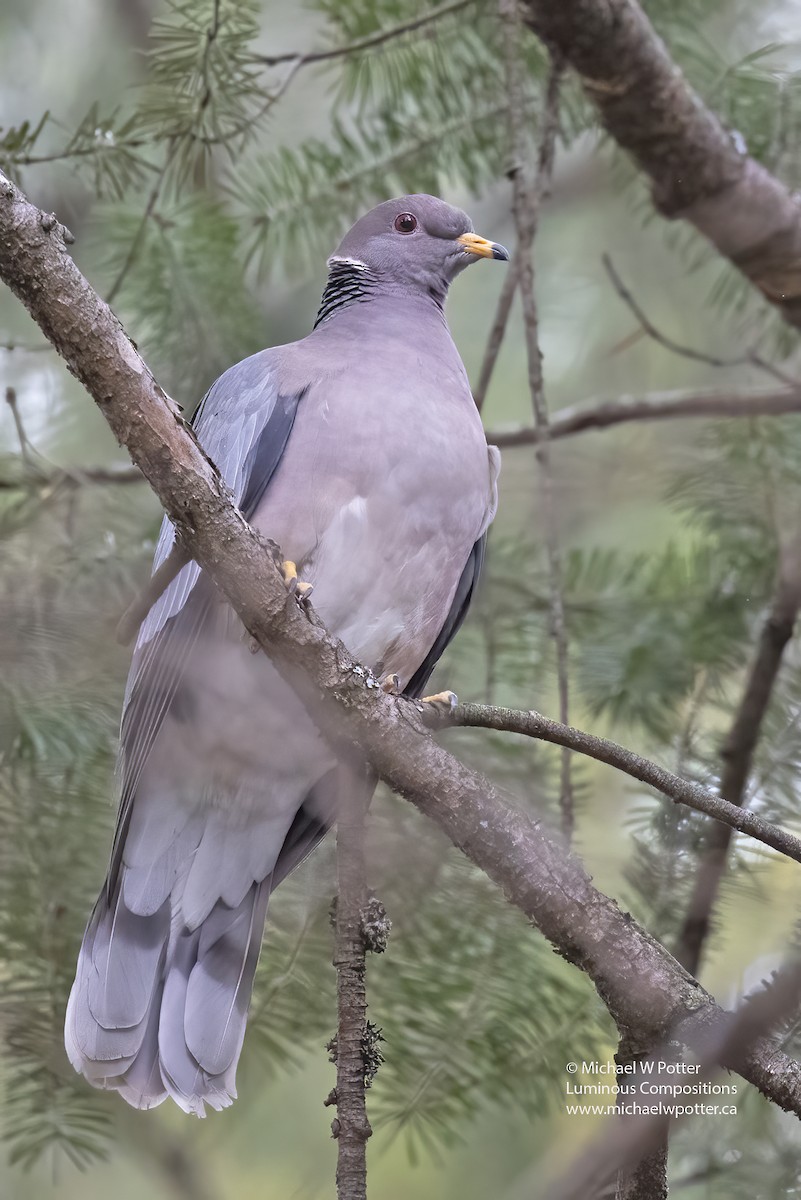 Band-tailed Pigeon - ML616996016