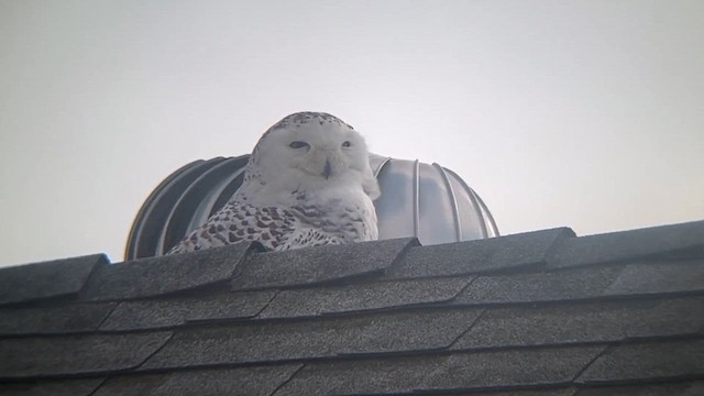 Snowy Owl - ML616996228