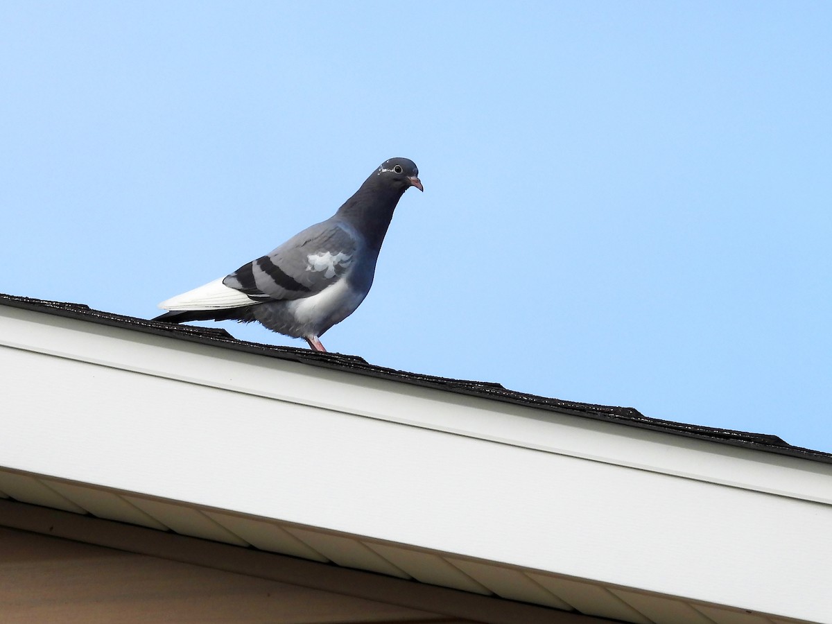 Pigeon biset (forme domestique) - ML616996232