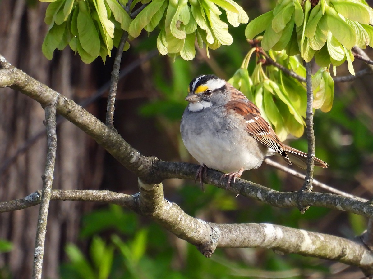 White-throated Sparrow - ML616996247