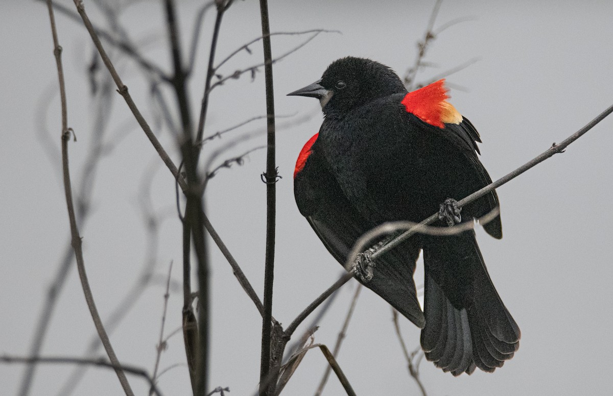 Red-winged Blackbird - ML616996325