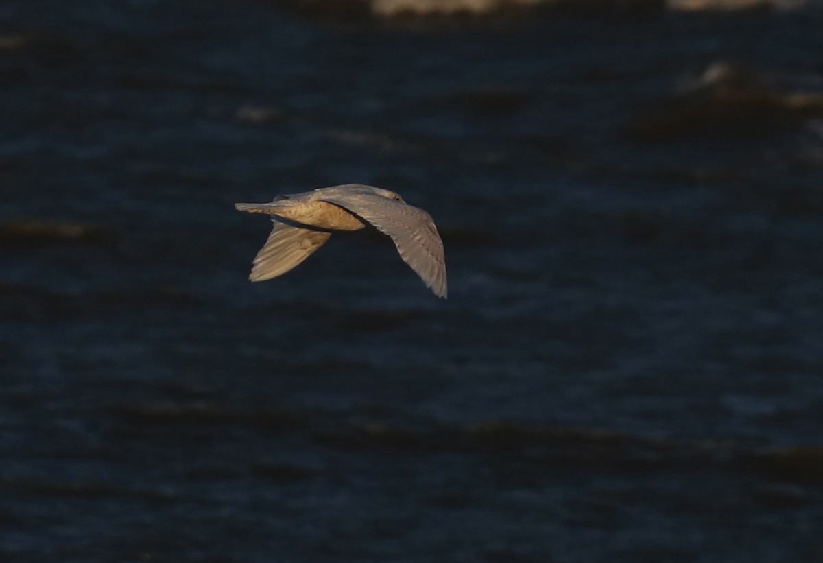 Iceland Gull (kumlieni) - ML616996411