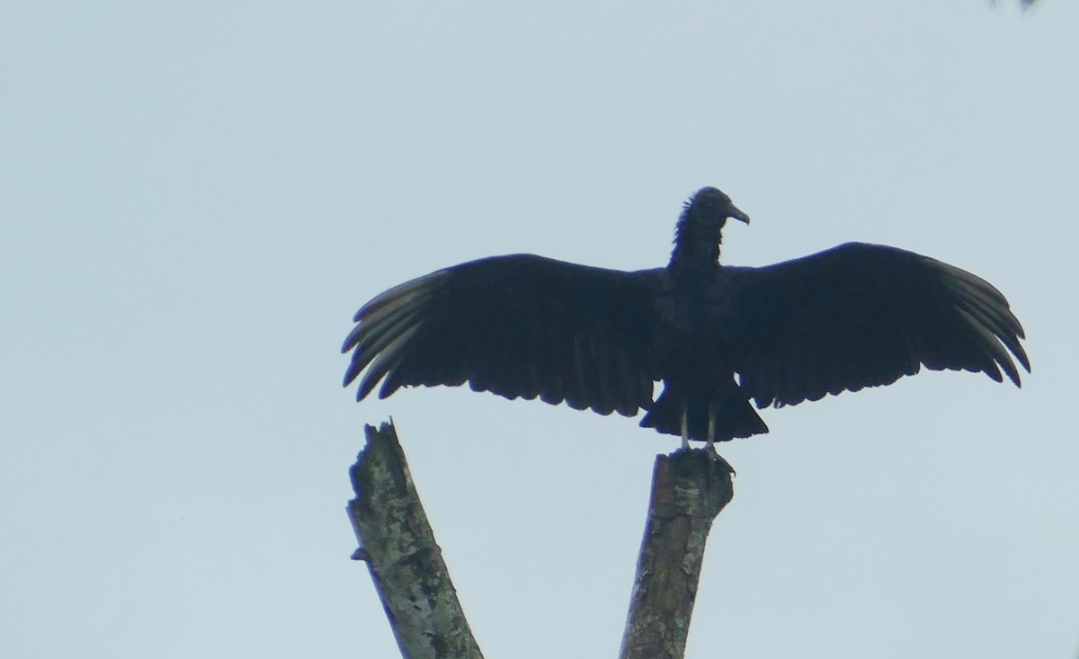 Black Vulture - ML616996416