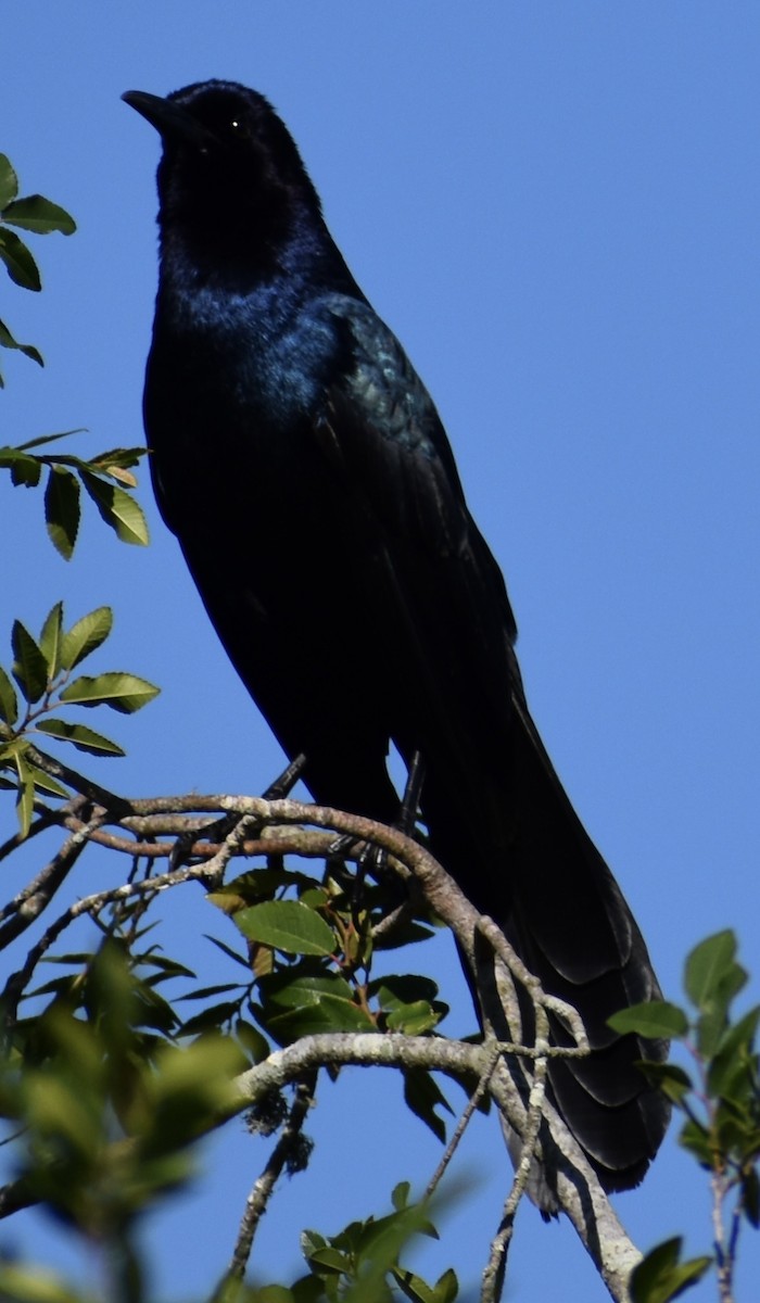 Boat-tailed Grackle - ML616996513