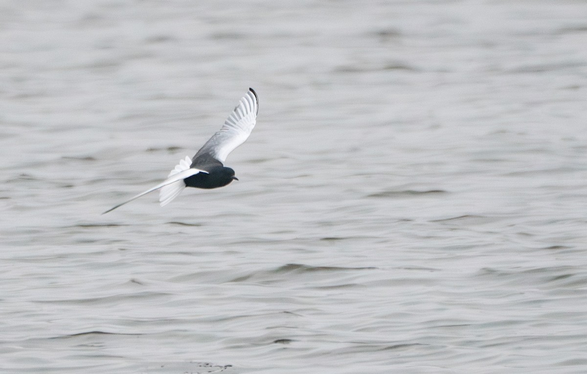 White-winged Tern - ML616996536