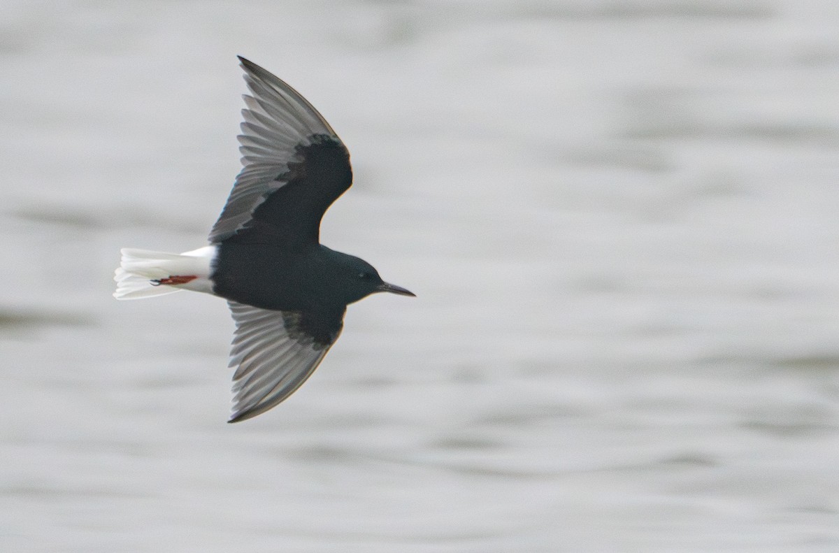 White-winged Tern - ML616996579